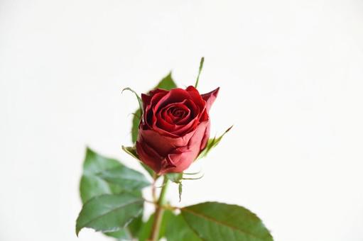 赤いばら 薔薇,バラ,赤の写真素材