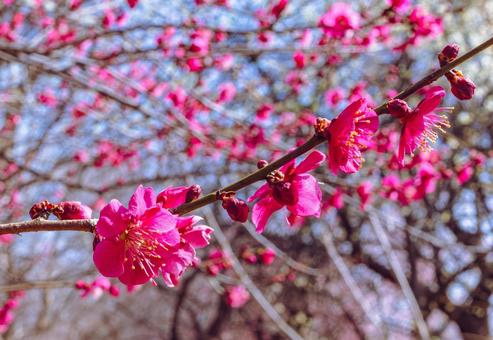 本庄運動公園 梅の花5ー52 本庄運動公園 梅の花5ー52の写真