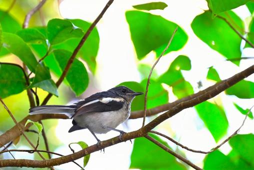 Photo, magpie-robin, four seasons bird, young bird, 