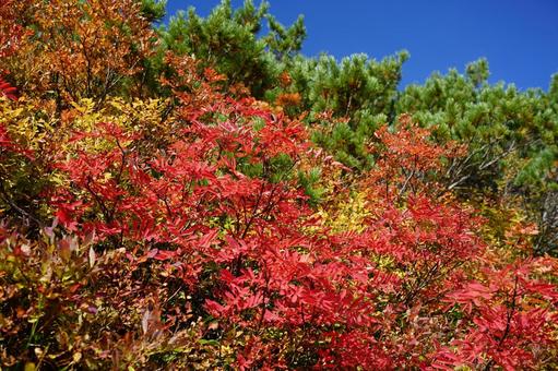 北アルプスの紅葉 北アルプスの紅葉 紅葉,赤,黄の写真素材