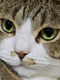 Staring cat, JPG