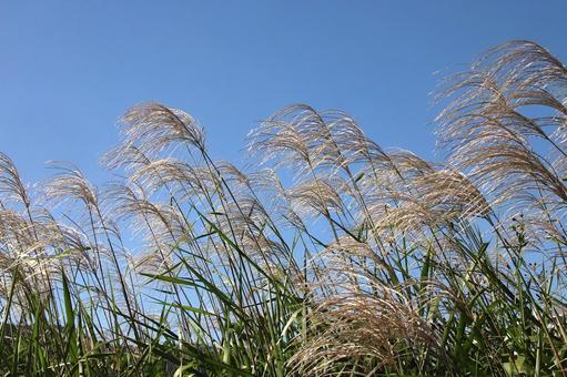 ススキ ススキ 植物,雑草,すすきの写真素材