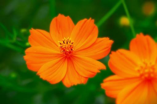 開花した鮮やかなオレンジ色の黄花コスモス 植物,花,コスモスの写真素材