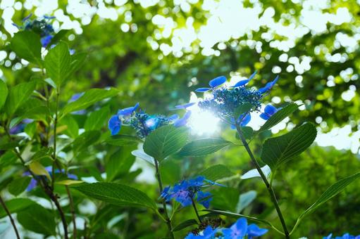 Hydrangea②, JPG Hydrangea②, JPG