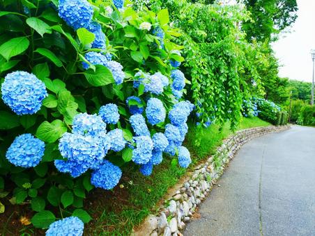 紫陽花 紫陽花の写真