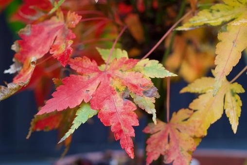 モミジ モミジの写真