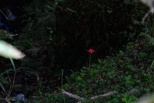 熊本-【番所の棚田の彼岸花】 熊本,番所,棚田の写真素材