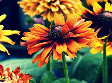 カラフル カラフルの写真