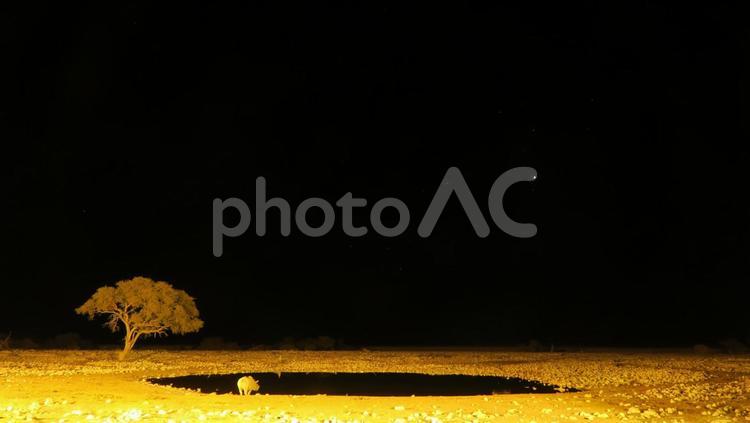 夜の水飲み場に現れたサイ 夜,サイ,絶滅危惧種の写真素材