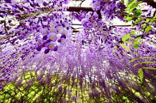 藤の花 藤棚,藤の花,花の写真素材