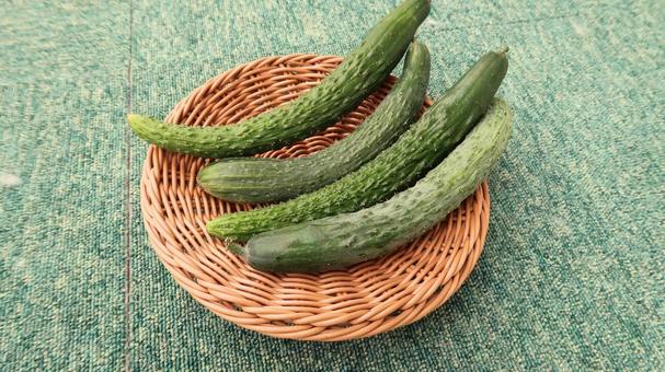 きゅうり きゅうり 野菜,夏野菜,胡瓜の写真素材