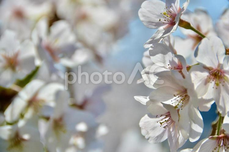 春の満開の桜と背景の満開の桜 桜,光,春の写真素材