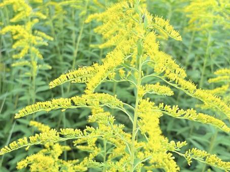セイタカアワダチソウのアップ セイタカアワダチソウのアップ 背高泡立草,黄色い花,秋の風景の写真素材