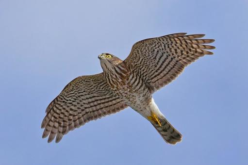 青空を飛ぶツミの幼鳥 ツミ,雀鷹,タカの写真素材