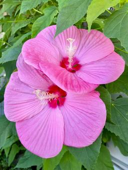夏の朝　フヨウの花 アメリカフヨウ,芙蓉,フヨウの写真素材