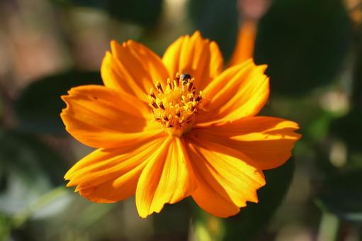 １０月中旬の陽の当たるキバナコスモス キバナコスモス,花,植物の写真素材