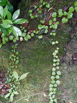苔と蔦の生える岩 苔と蔦の生える岩 苔,岩,岩石の写真素材