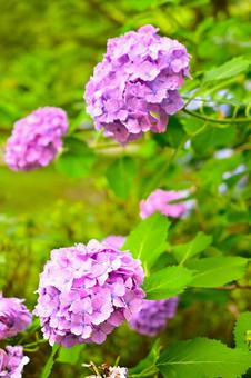 Purple hydrangea blooming in the rainy season sky, JPG