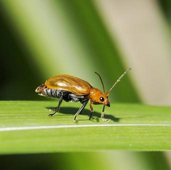 ウリハムシ ウリハムシ,ハムシ,甲虫の写真素材