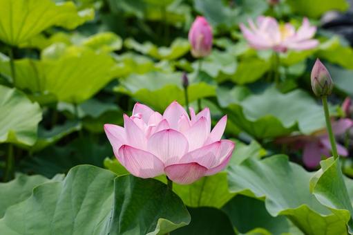 Lotus flower close-up, JPG Lotus flower close-up, JPG