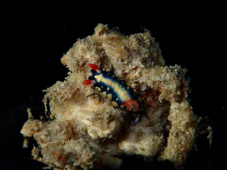 アオウミウシ アオウミウシ ウミウシ,海,海の生き物の写真素材