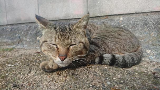 A stray cat taking a nap, JPG