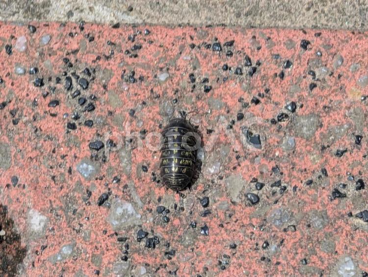 オカダンゴムシのメス オカダンゴムシ,ダンゴムシ,メスの写真素材
