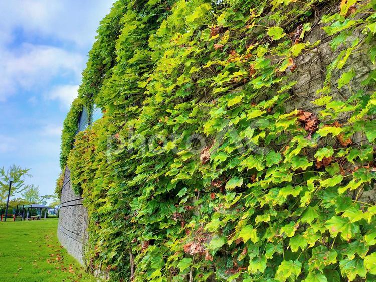 球場の壁を覆う蔦の葉 ツタ,蔦,球場の写真素材