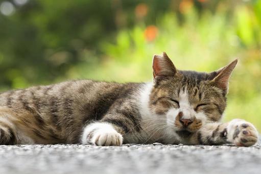 野良猫のポートレート 野良猫のポートレートの写真