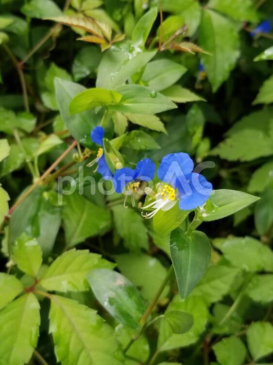 つゆくさ つゆくさ,花,公園の写真素材