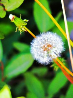 綿毛 綿毛 花,植物,風景の写真素材