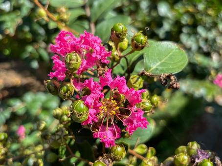 サルスベリの花 サルスベリの花の写真
