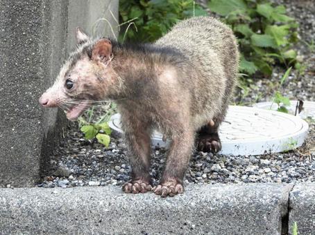 威嚇するハクビシン 威嚇するハクビシンの写真