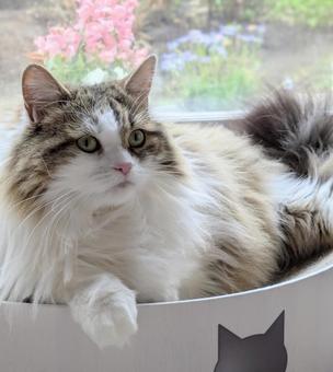 A cat relaxing by the window, JPG