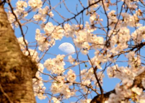 桜と月 桜と月の写真