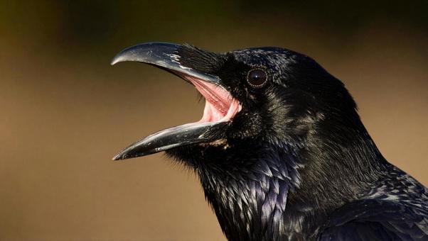 カラス_鳴くアップ1の写真