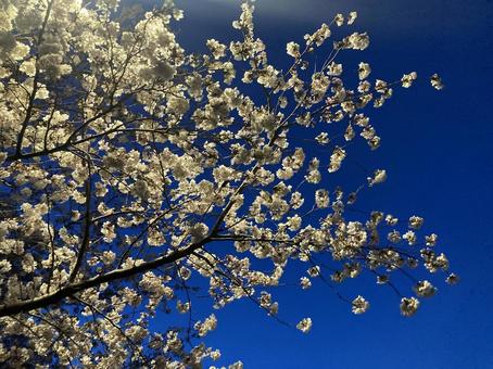 Photo, sky, night, cherry trees at evening, 