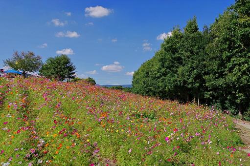 コスモス満開 コスモス満開 コスモス,秋桜,満開の写真素材