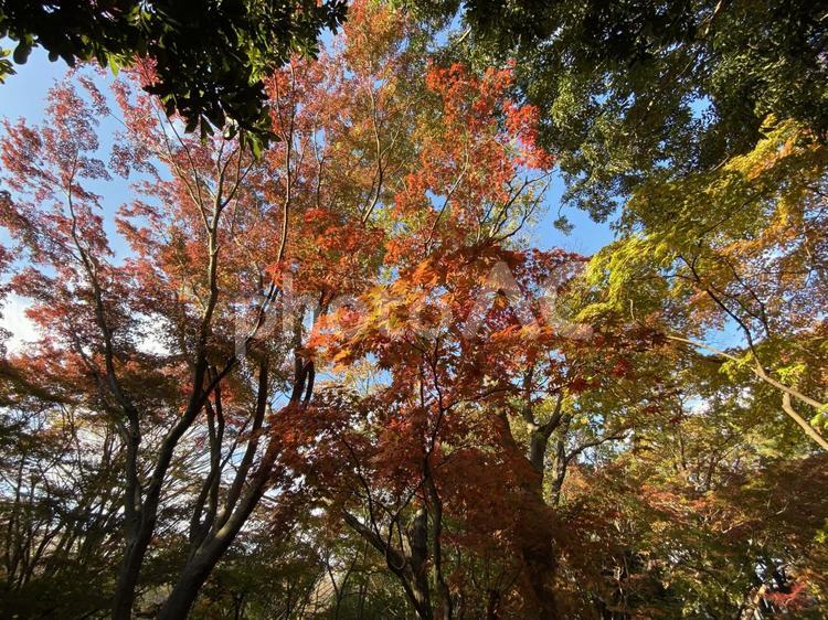 晩秋の紅葉の森・色つく木々 モミジ,もみじ,色づくの写真素材