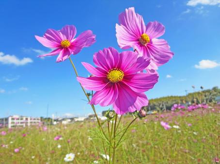 コスモス コスモス コスモス,花,花畑の写真素材