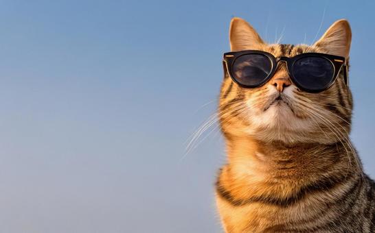 サングラス猫 サングラス猫の写真