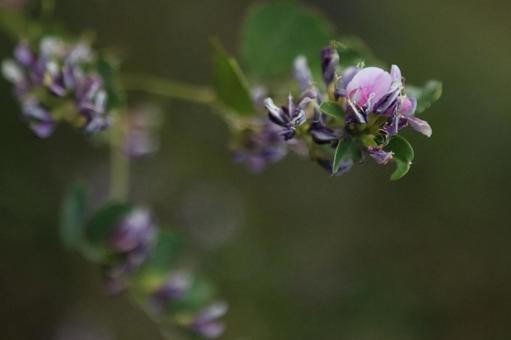 秋風に揺れる、可憐なハギ(萩)の花 秋風に揺れる、可憐なハギ(萩)の花の写真