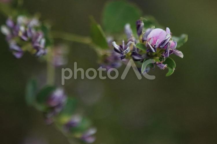 秋風に揺れる、可憐なハギ（萩）の花 ハギ,花,秋の写真素材