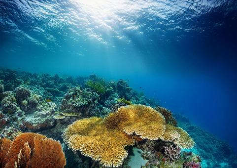 海のサンゴ礁 海のサンゴ礁の写真