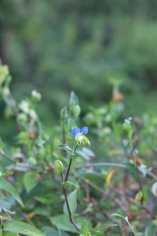 ［街角スナップ］ツユクサ｜淡路島の朝の写真