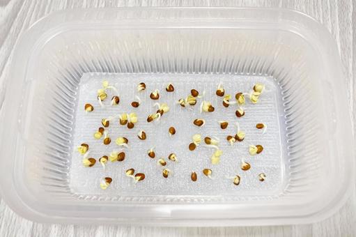 吸水するかいわれ大根の種 吸水するかいわれ大根の種 カイワレダイコン,かいわれ,かいわれ大根の写真素材