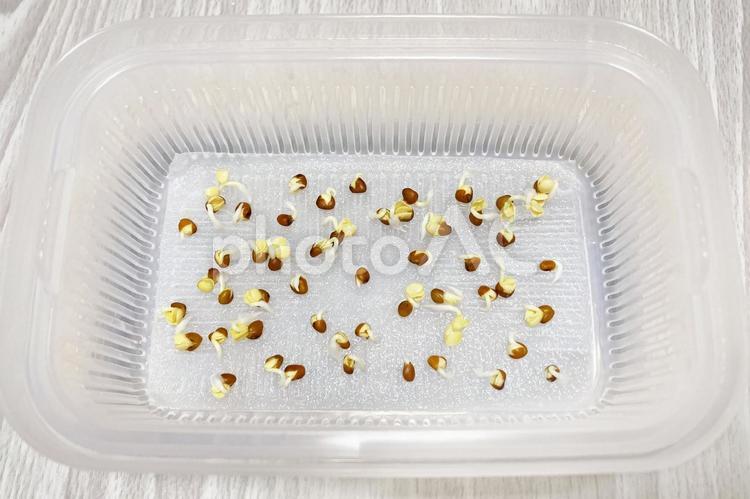 吸水するかいわれ大根の種 カイワレダイコン,かいわれ,かいわれ大根の写真素材