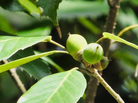 クワの実の写真