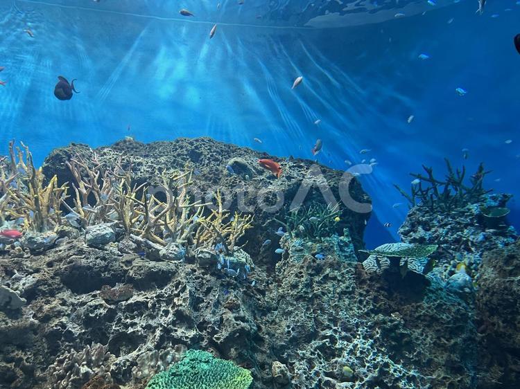 水族館　海　魚 海,水族館,ダイビングの写真素材