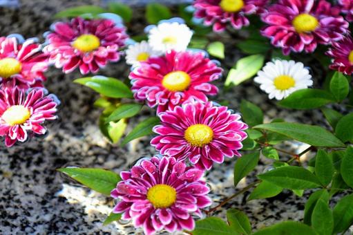 きれいな花 きれいな花の写真